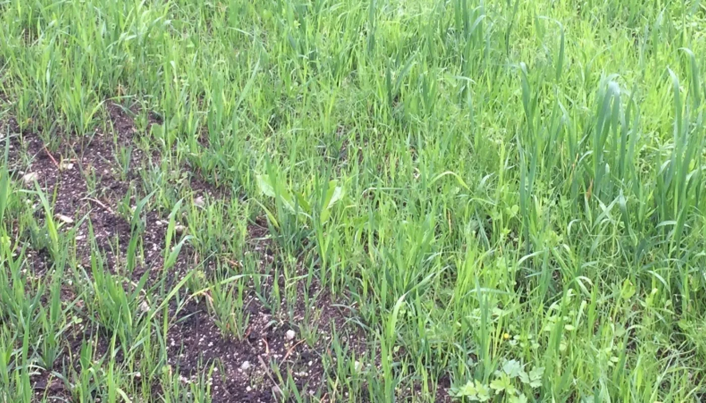 Fiskebein Som Gjødsel