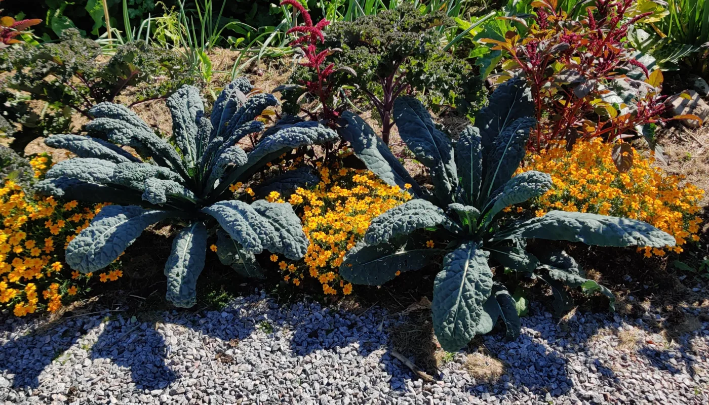 Fra kjøkkenhagen (Foto: Susanne Friis Pedersen)