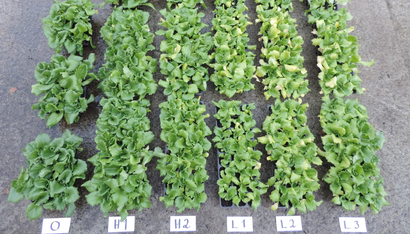 På bildet sees salatplanter i et forsøk med torvfri såjord utført av Kirsty McKinnon. O er kontroll dyrket med et kommersiell torvbasert jord fra Klassmann-Deilman. H 1, 2, 3 er hestegjødsel kompostert over 1, 2 eller 3 år. L 1, 2, 3 er blader av bjørk og selje kompostert over 1, 2 eller 3 år. (Foto: Kirsty Mckinnon)