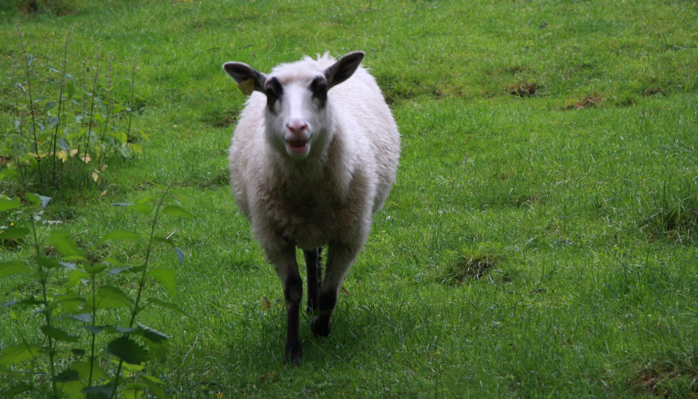 20110619  Anita  Land2011 4327