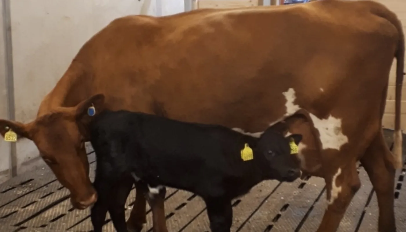 Smart Calf Care Cow and calf in the common area of SmartCalfCare during the experiment at the Center for Animal Experiments, Ås. (Photo: Julie Johnsen)