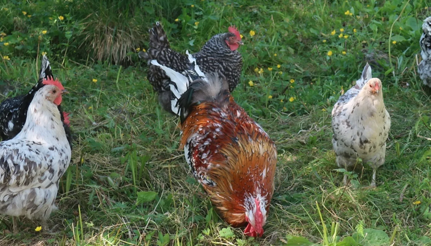 Høns på uteområde. (Foto: Juni Rosann E. Johanssen)