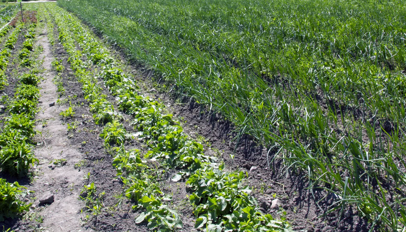 Økologisk grønnsaker på friland. (illustrasjonsfoto) (Foto: Anita Land)