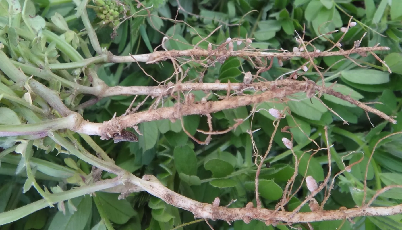 Vikke med aktive knoller. (Foto: Sissel Hansen)