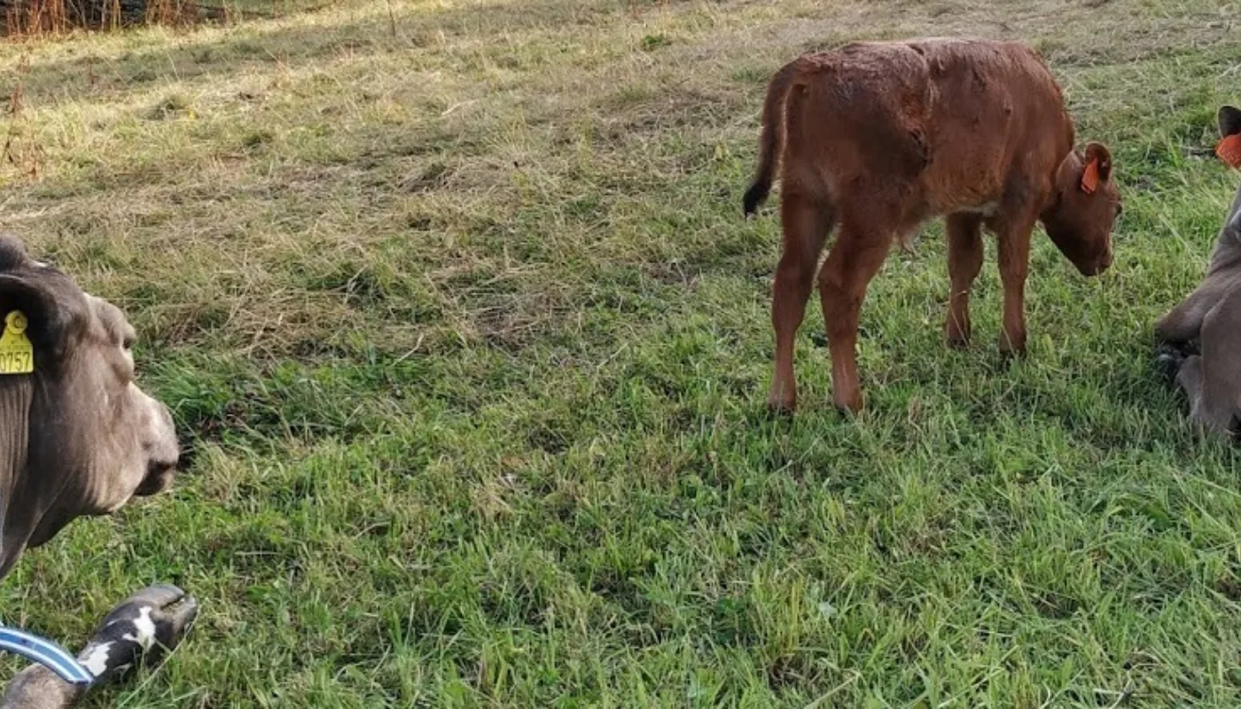 Cow and calf graizing together (Photo: Juni Rosann E. Johanssen)