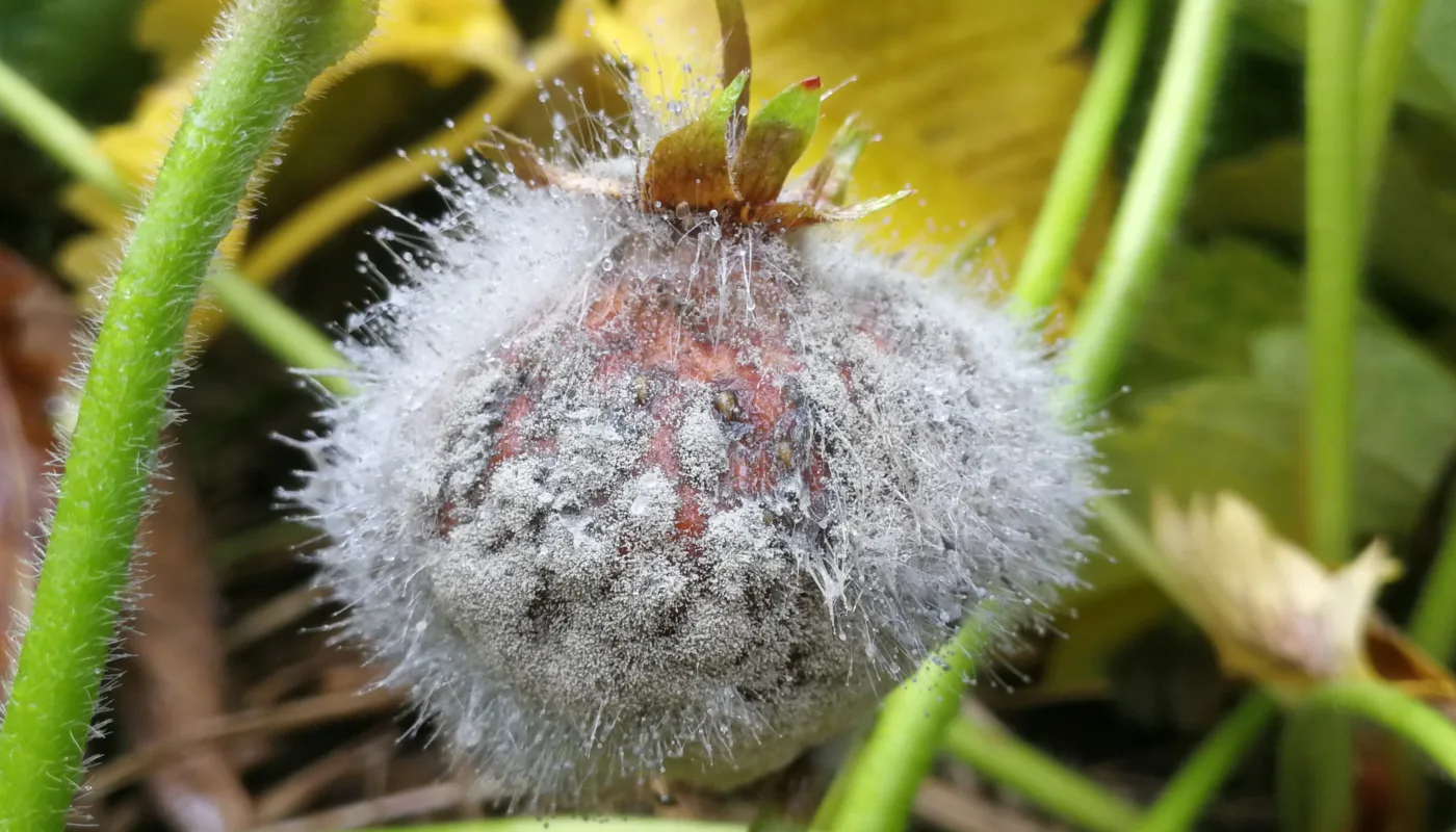 Gråskimmel På Jordbær Foto Atle Wibe