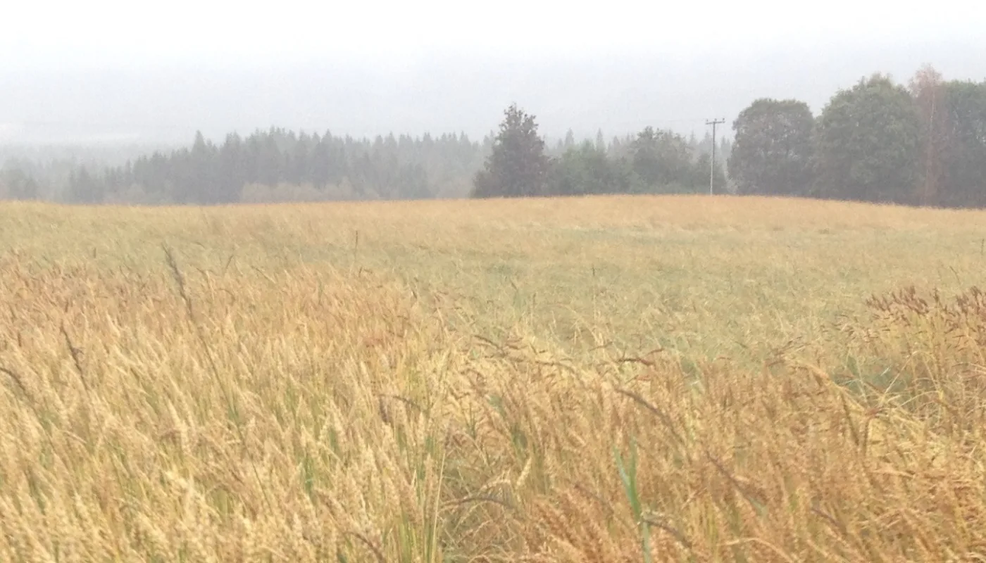 There is a large diversity in the appearance of grains, here from a field experiment at Bjerkem farm in Trøndelag, 2017. (Photo: Torunn H. Bjerkem, Gullimunn AS.)