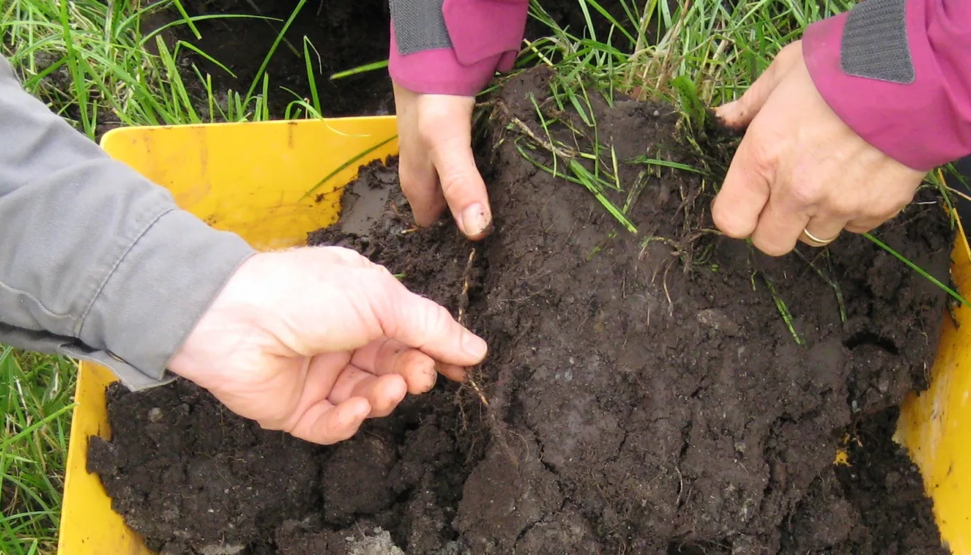 Marktelling (Photo: Ane Harestad)