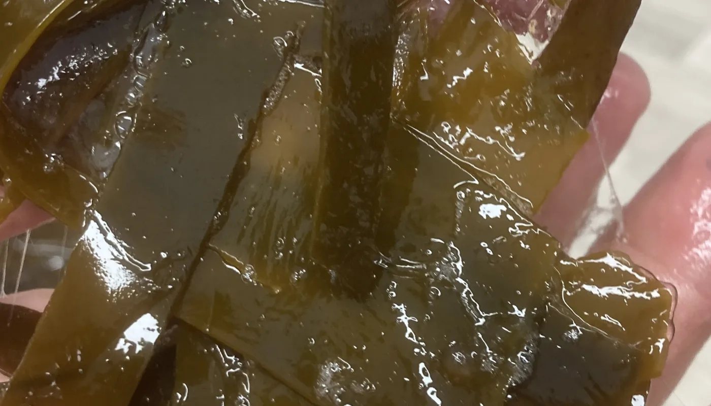 Seasoil heading Tangle (Laminaria hyperborea) forms mucus when fronds are cut off. (Photo: Anne-Kristin Løes)