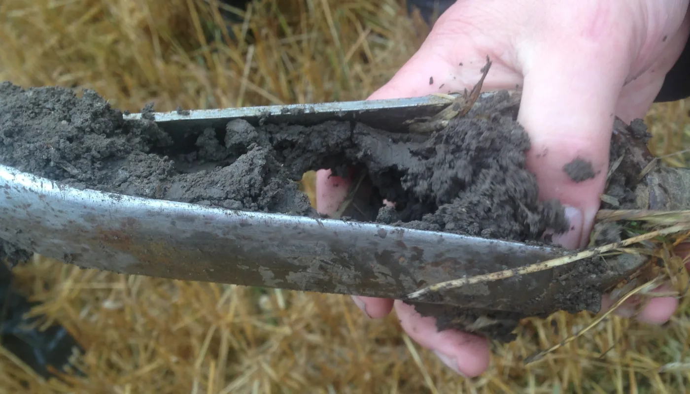 Vi Undersøker Jordstruktur Karbonlagring Og Kornvekst Med Og Uten Eng I Vekstskiftet Vi undersøker jordstruktur, karbonlagring og kornvekst med og uten eng i vekstskiftet (Foto: Reidun Pommeresche)