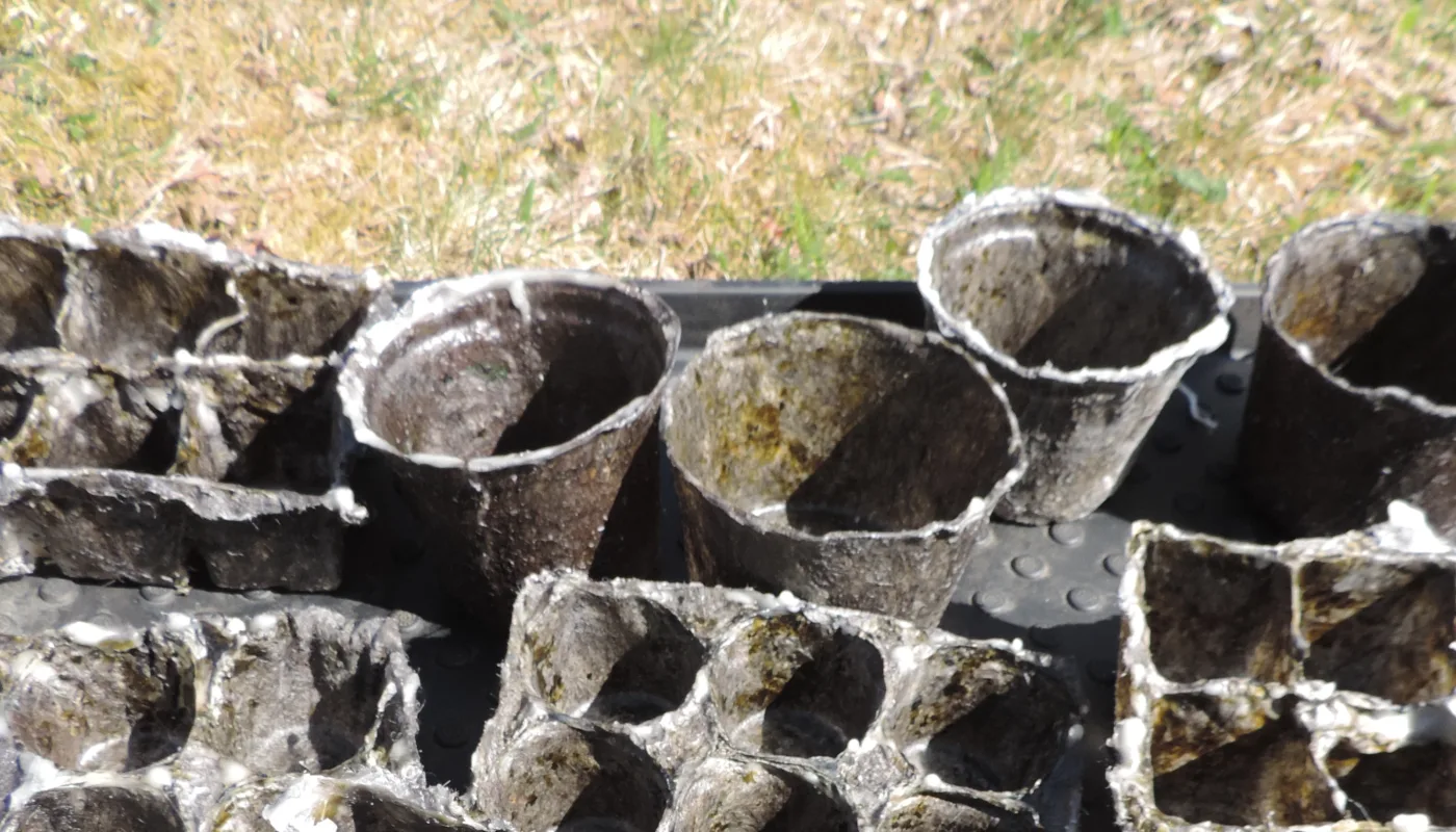 Pots made of wool and biological binders are tested for transplants and production of flowers (Photo: Kirsty McKinnon)