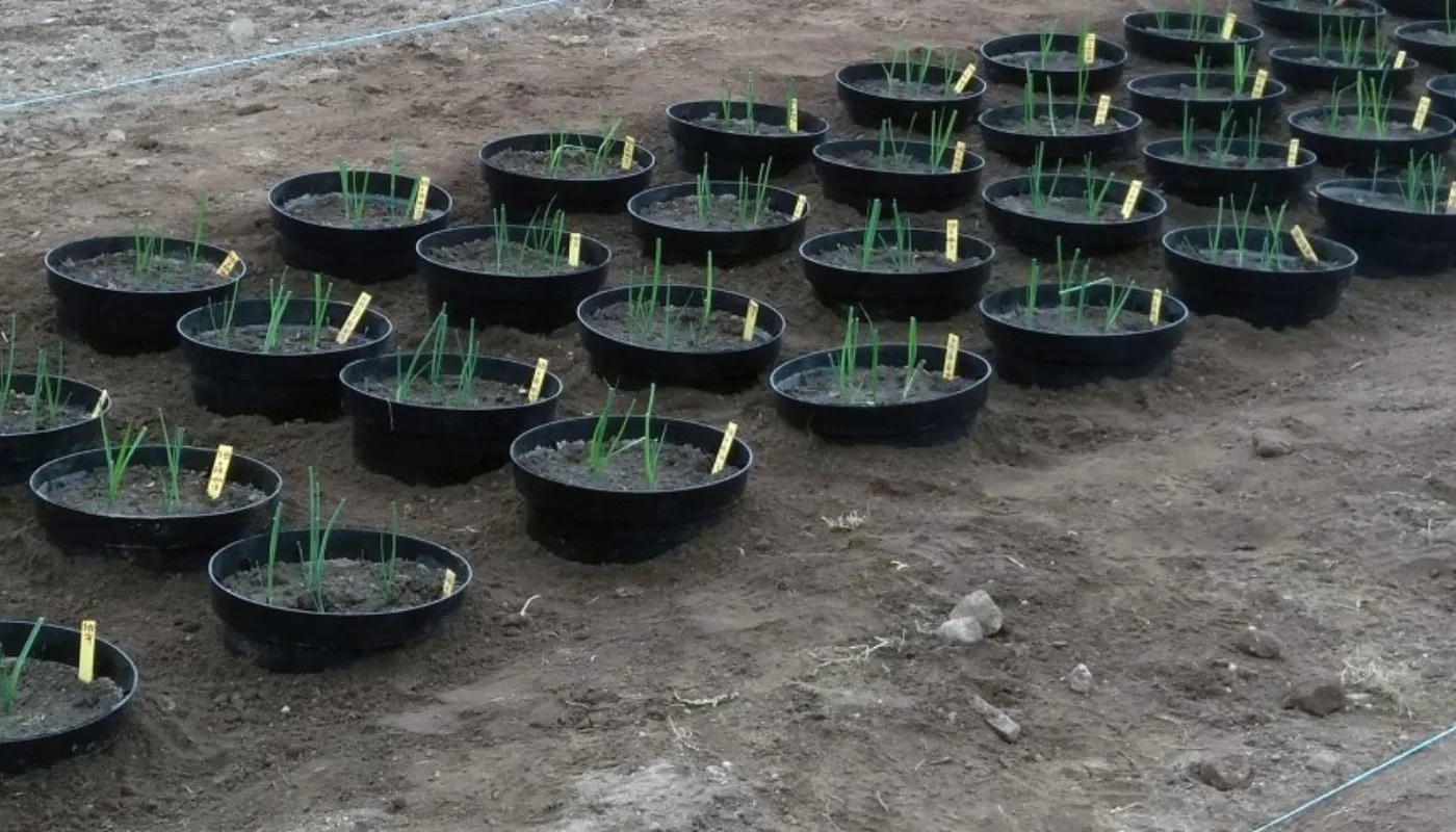 Pottene etter planting av purre 24.5.2019 (Foto: Ishita Ahuja)