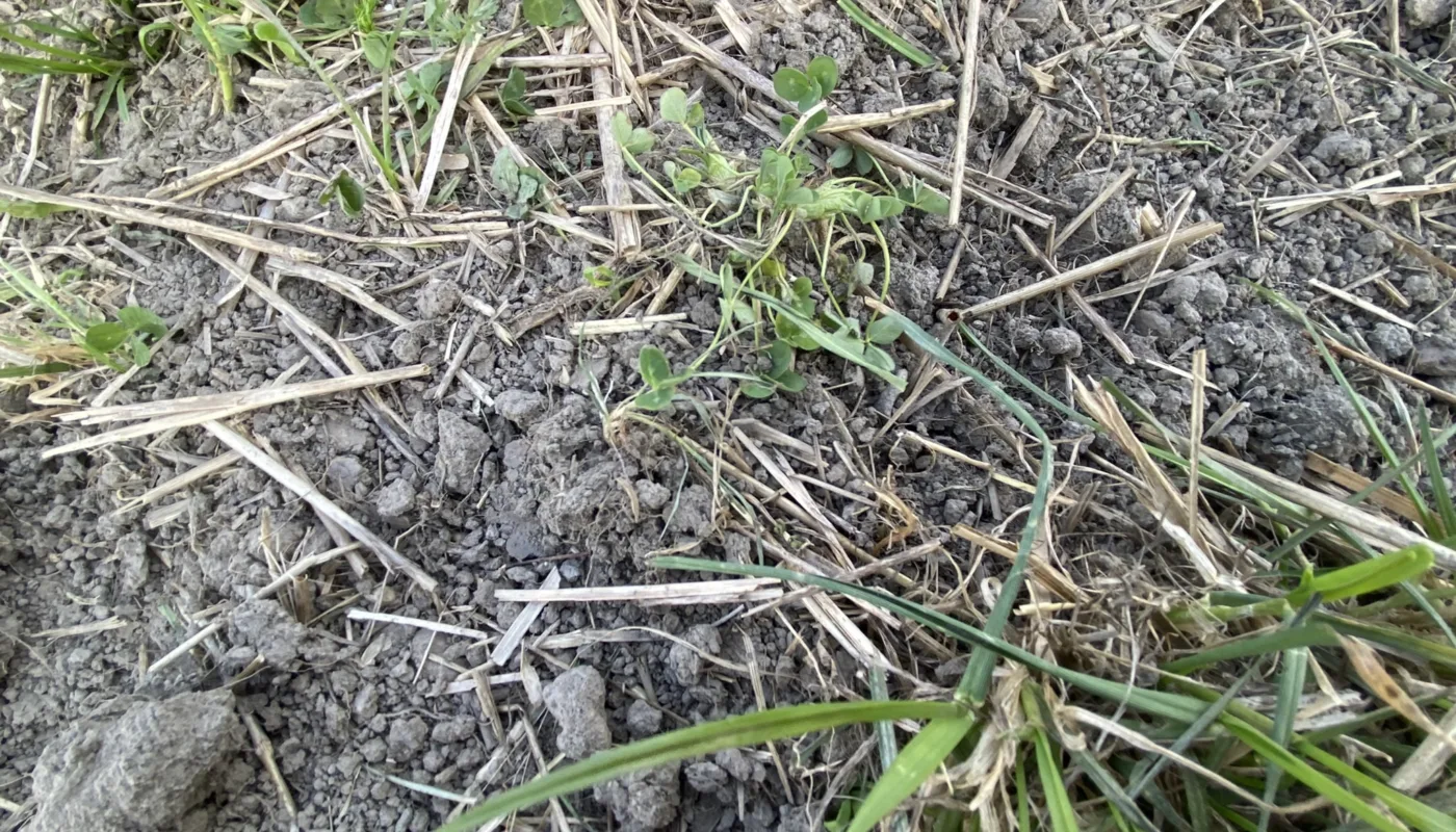 Vi undersøker effekt av fermentet Terra Biosa på overflatekompostering av underkultur. Her er underkultur kjørt over med beitepusser og biofres tidlig i mai. (Foto: Sissel Hansen)