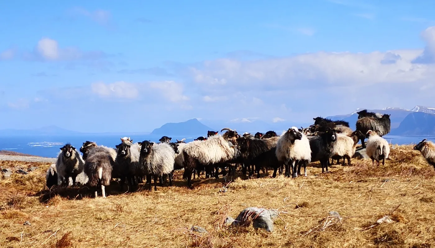Kystøkologi Blågrønt Samarbeid Kystøkologi (Foto: Vegard Botterli)