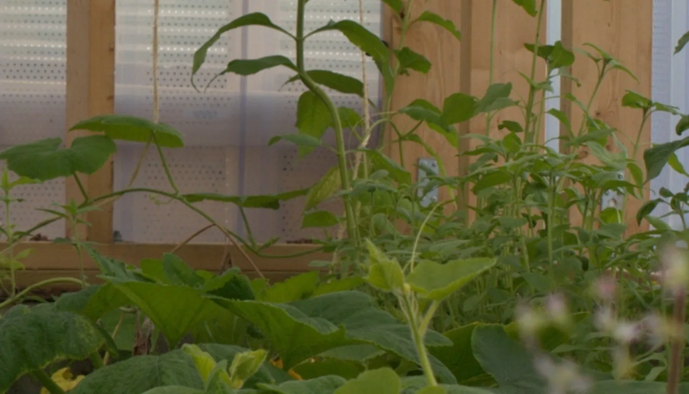 Good growth in the compost barn. (Photo: Susanne Friis Pedersen)