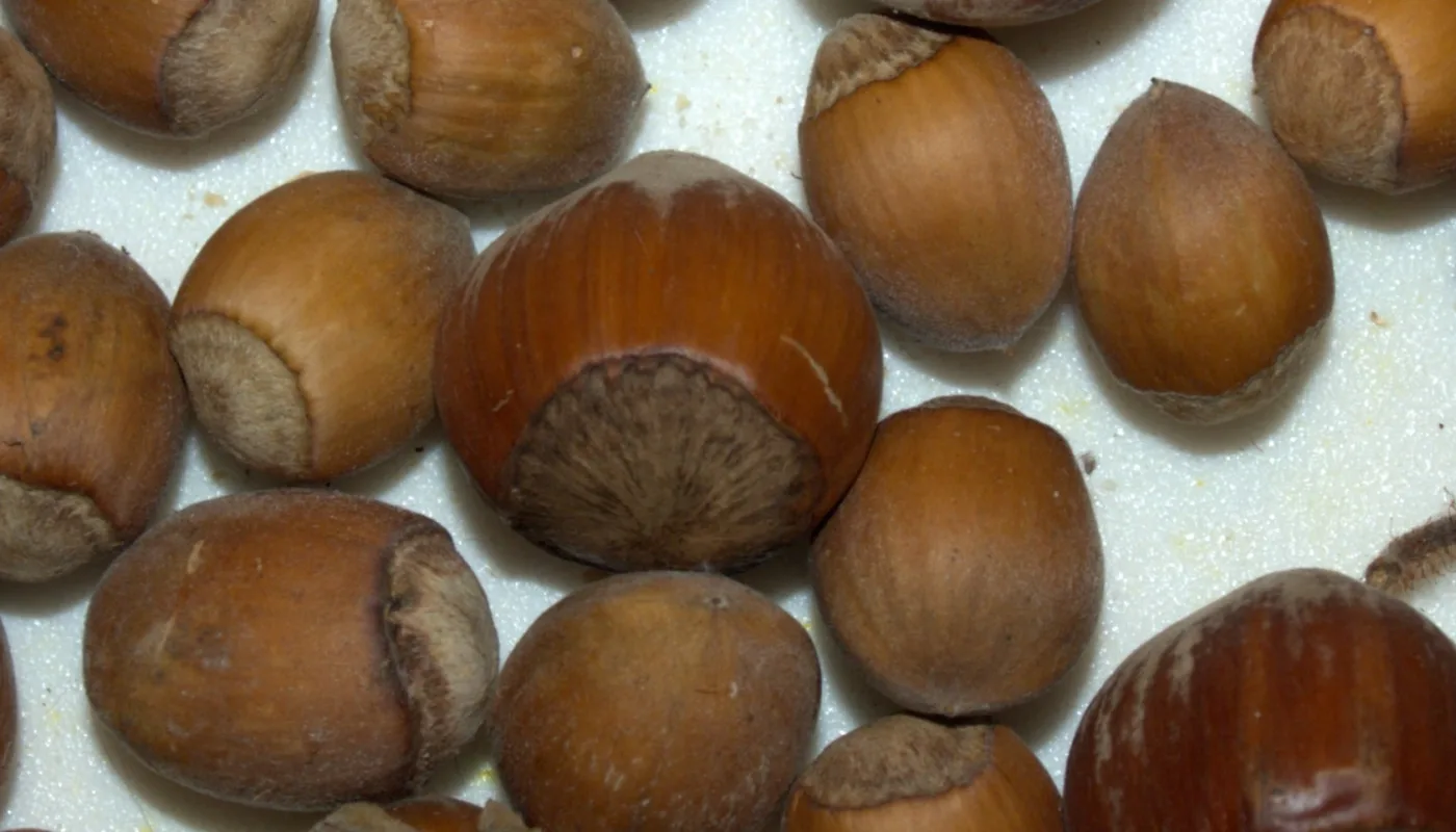 Hazel nuts and filberts with different sizes can be innovative for small scale production. (Photo: Susanne Friis Pedersen)