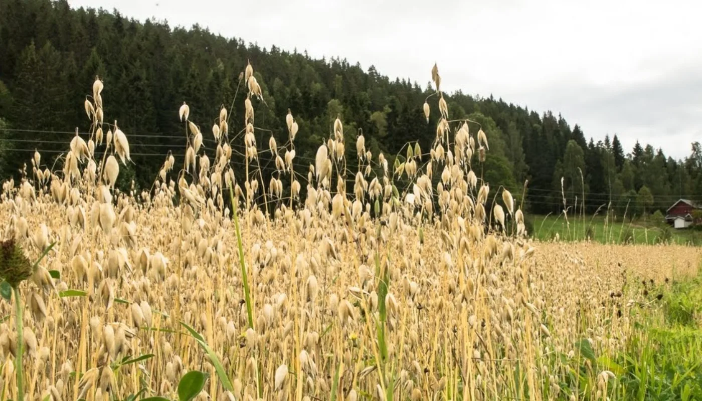 Havreåker (Foto: Debio)