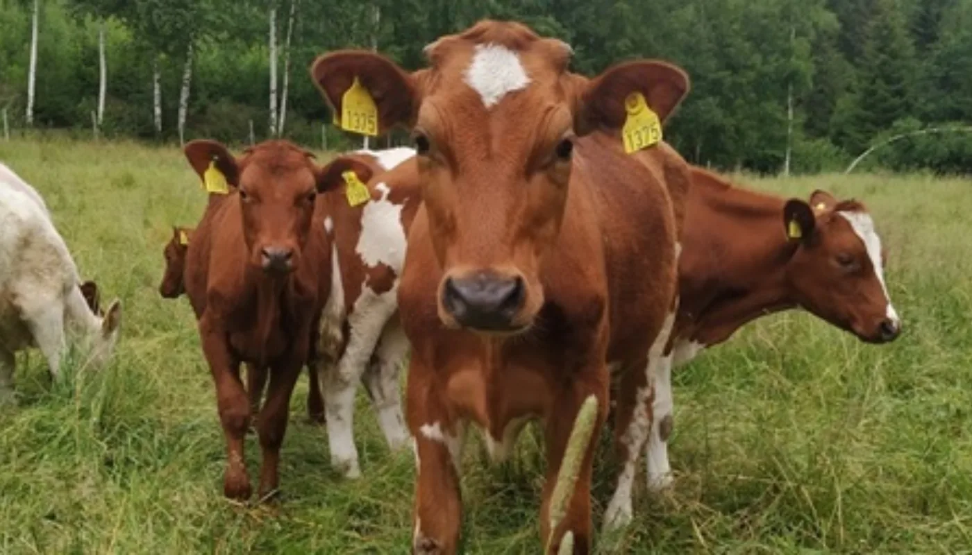 Økologiske Kastrater Ute På Beite Økologiske kastrater på beite. (Foto: Rosann Johanssen)