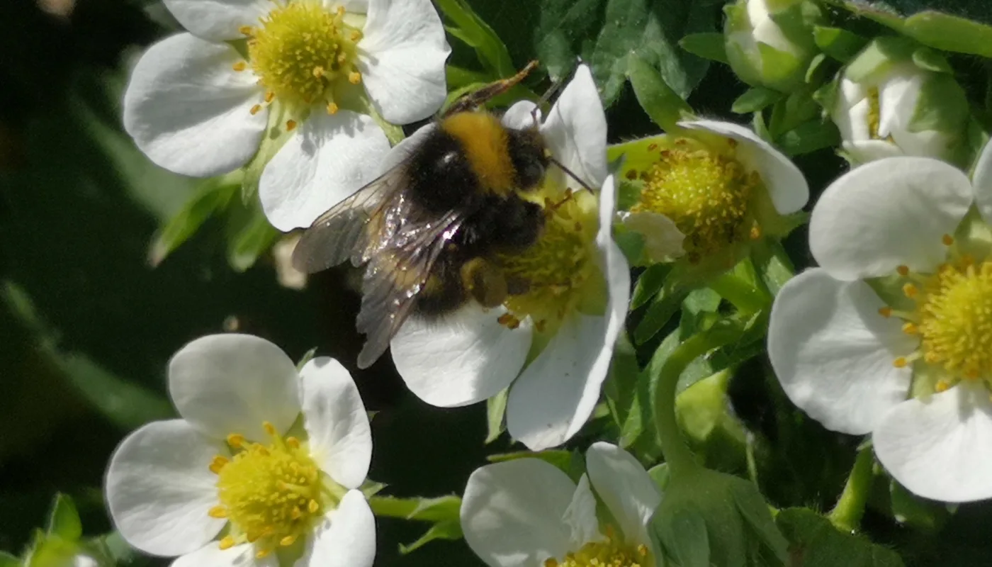 Large earth bumblebee (Bombus terrestris) on flowers of strawberry (Fragaria × ananassa) (Photo: Atle Wibe)