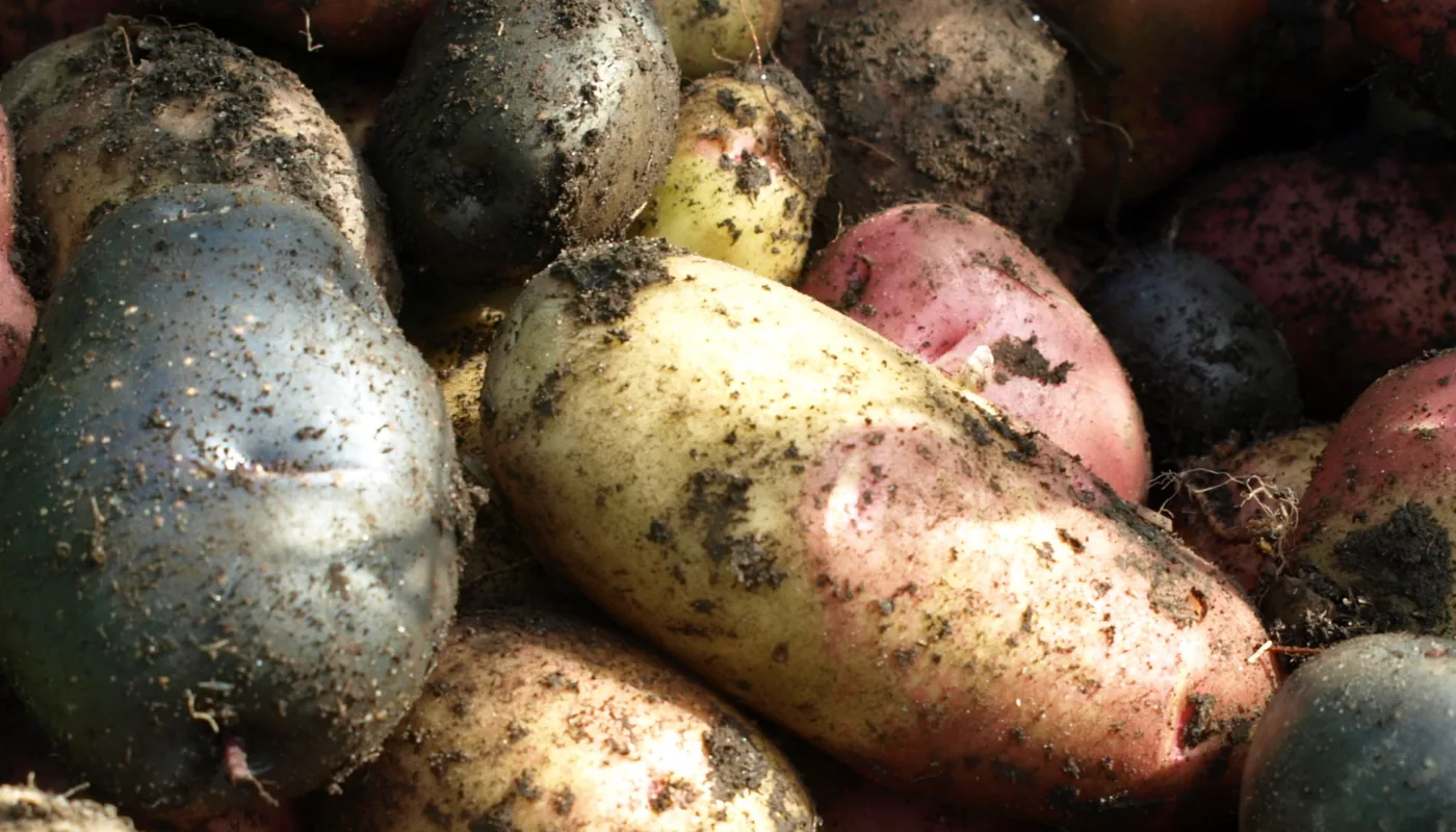 Heading kjokkenhagedagen 2023