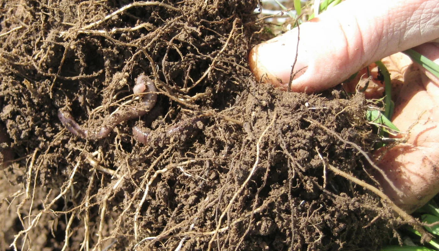 Jord rot mark utsnitt 4001 Foto Mona Ringnes og Reidun Pommersche (Photo: Mona Ringnes og Reidun Pommeresche)