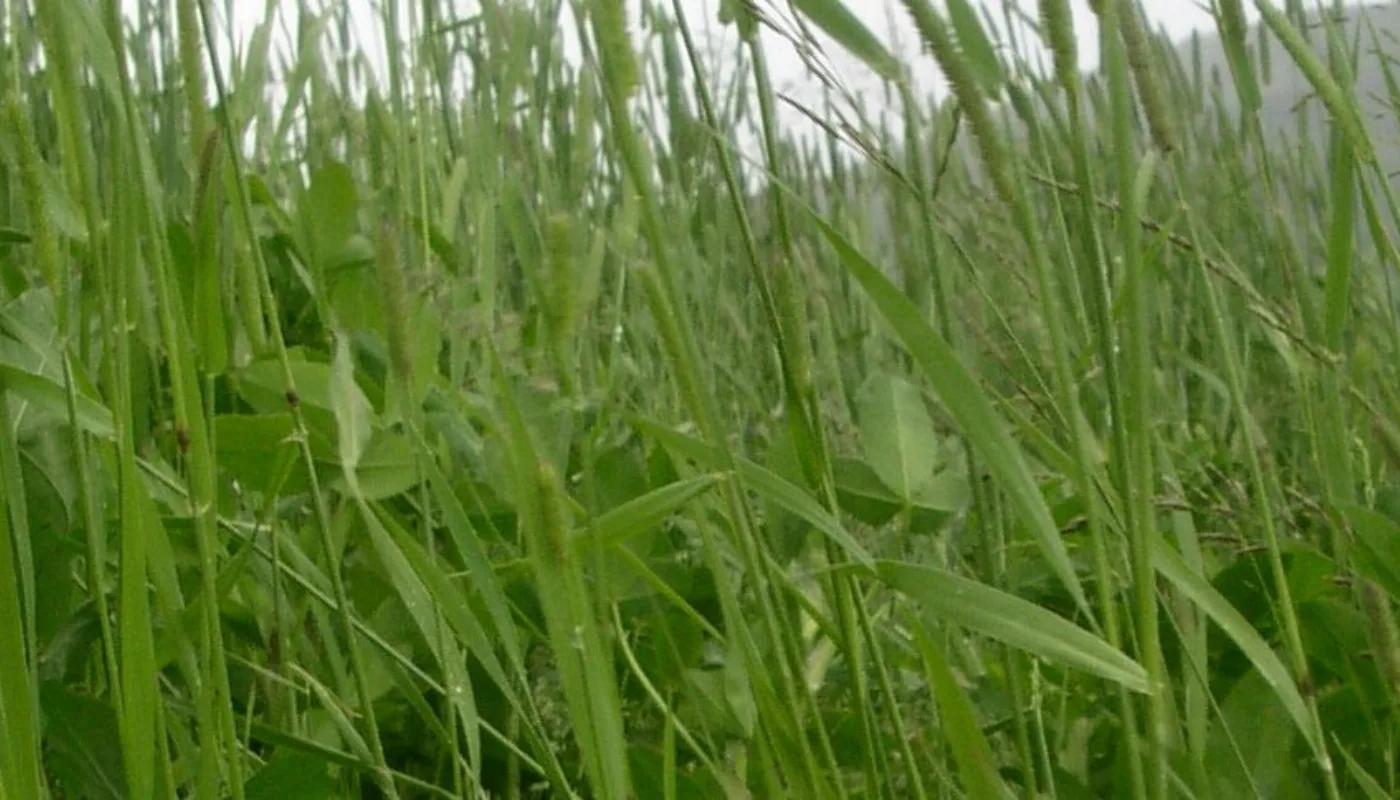 Kan bladprotein av kløvergrasblanding bli fôr for svin? (Foto: Sissel Hansen)