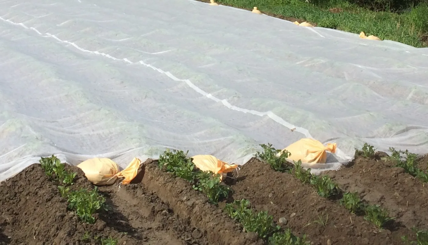 Åkeren Til Sunndalspotet Potato field in Sunndal, May 2019. (Photo: Anne-Kristin Løes)