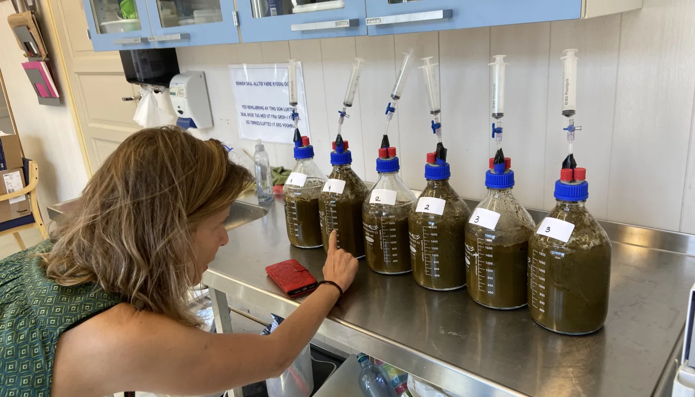 Can lime affect the decomposition of organic matter and reduce emissions of the greenhouse gas methane from cattle manure? (Photo: Sissel Hansen)