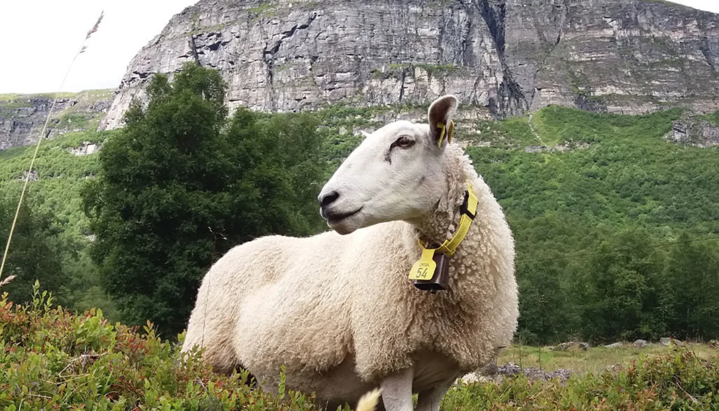 Amazing Grazing Heading Trivsel på beite i Innerdalen! (Foto: Rose Bergslid)