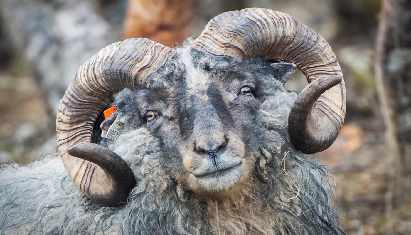 Gamml Norsk Spelsau Osmarka 16 1 (Foto: Åse Trondstad)