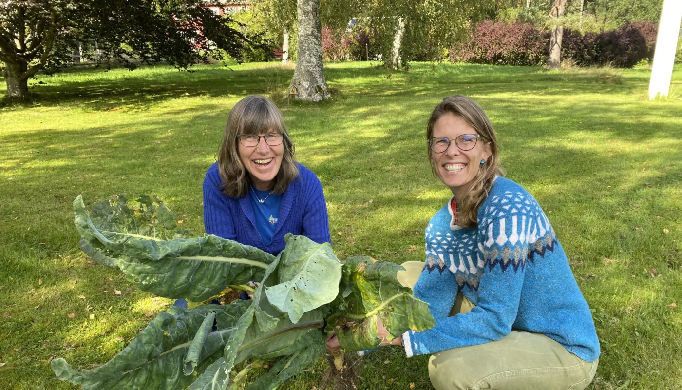 Forskerne Sissel Hansen og Tatiana Rittl holder kålblader. Sammen med en rekke nasjonale og internasjonale samarbeidspartnere har de vært med å finne ut at  denne typen friske og umodne planterester gir store utslipp av den sterke klimagassen lystgass. (Foto: Solveig Johnsen)