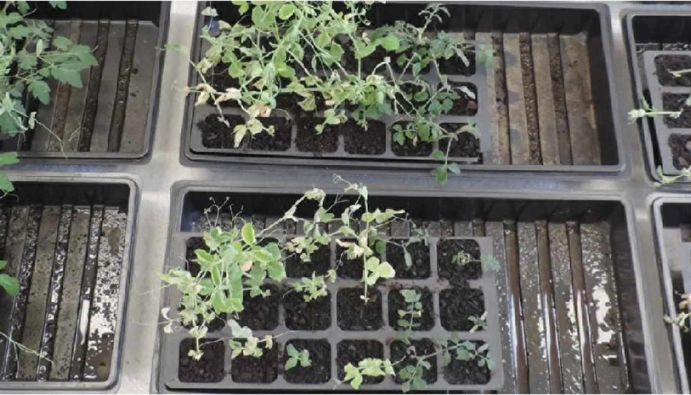 Erte Og Tomatplanter Gødsel Med Rester Av Pesticid Erte- og tomatplanter fikk tilført gjødsel med rester av klopyralid i ulike konsentrasjoner. (Foto: Kirsty McKinnon)