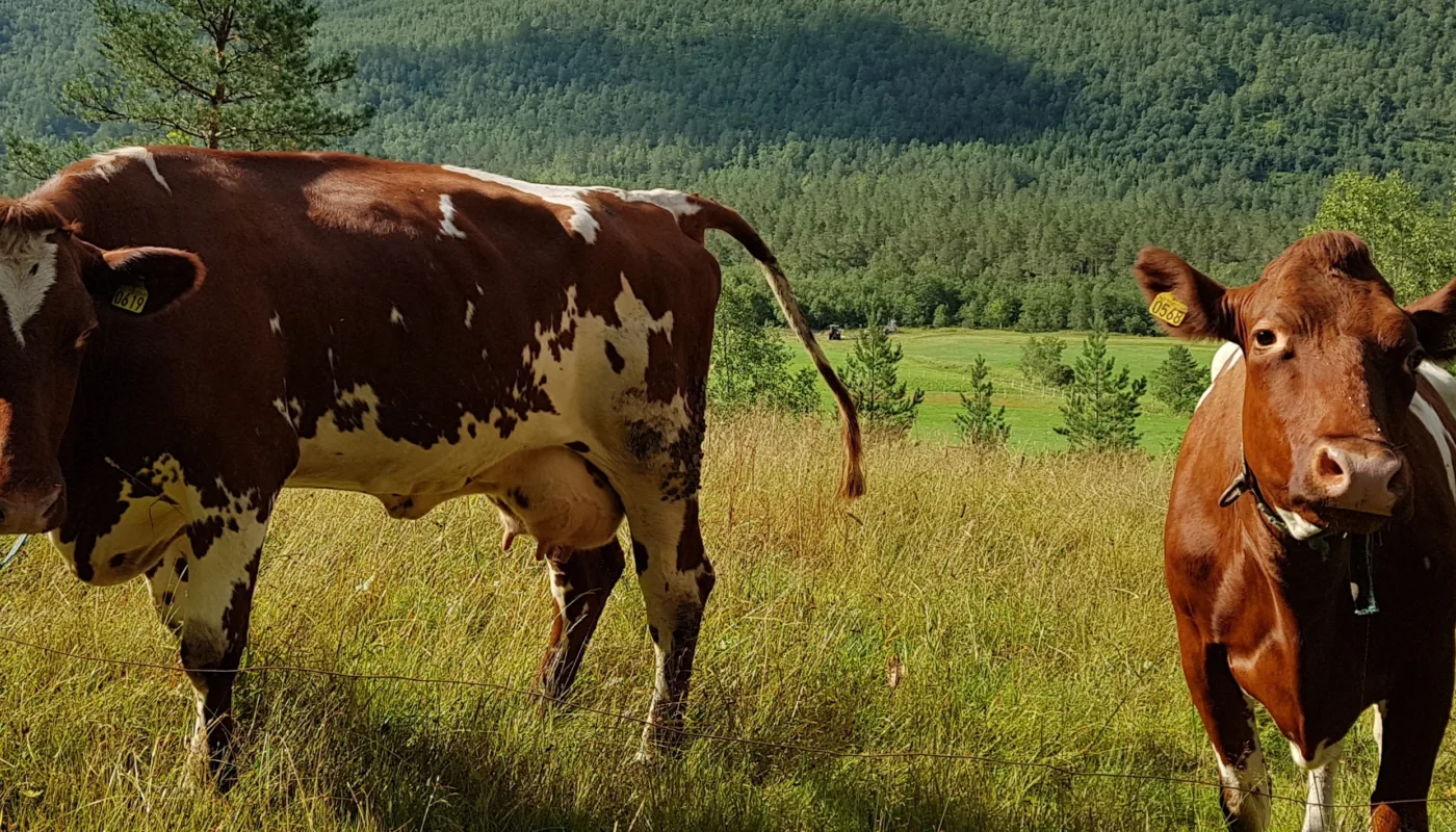 Ku på beite i Nerdalen (Foto: Ildri Kristine (Rose) Bergslid)