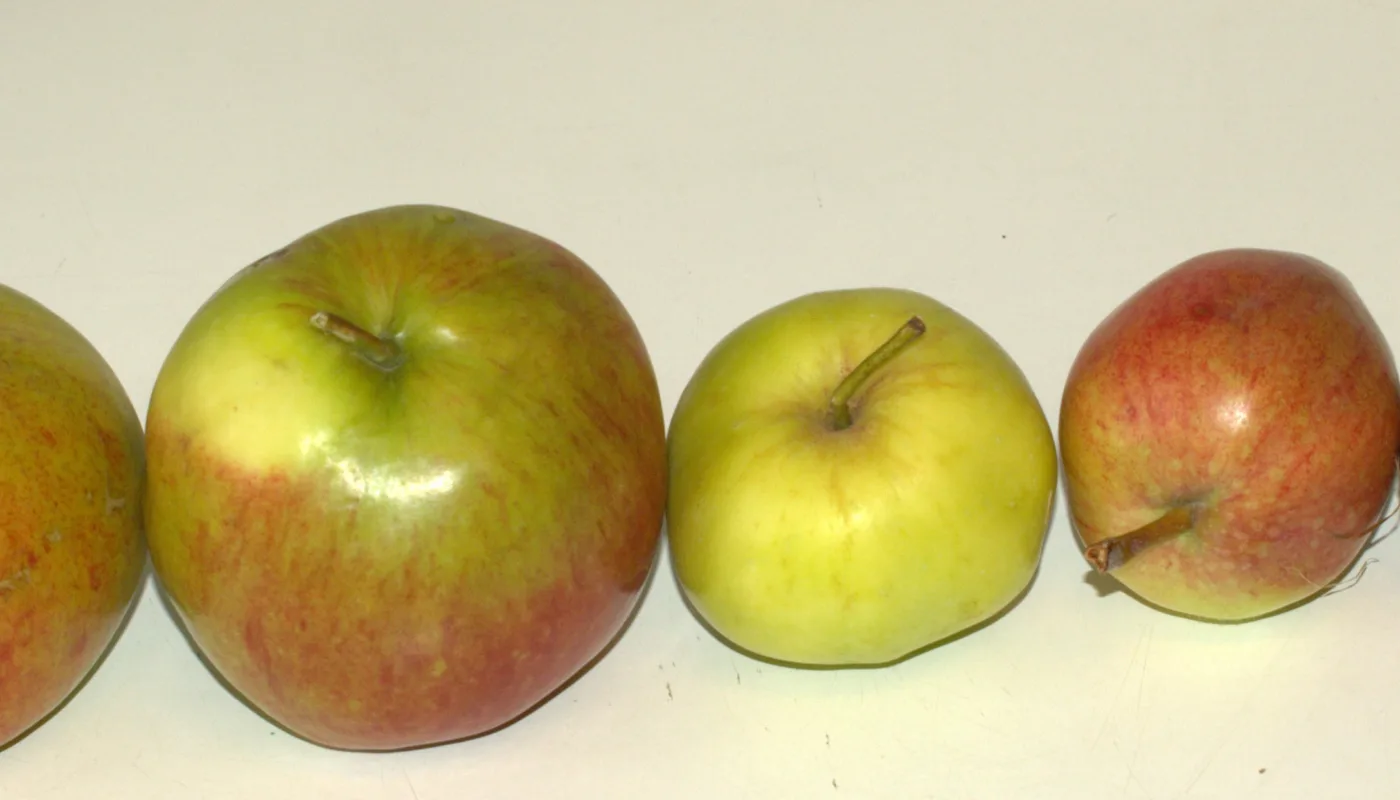 Eplerad (Foto: Susanne Friis Pedersen)