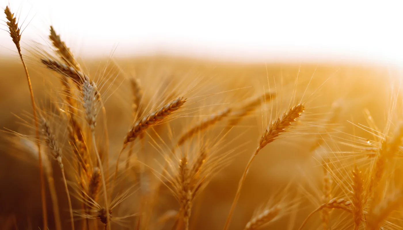 TRENGER MER: Det må dyrkes mer økologisk korn i Norge for å dekke etterspørselen og minske importen. (Foto: Adobe express)