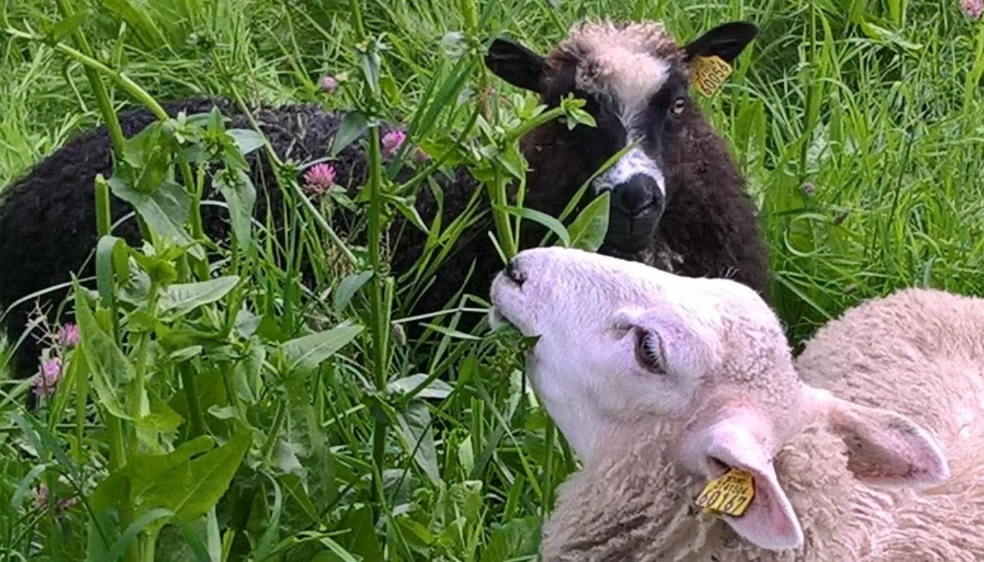 The chicory plant has an effect against parasites in lambs (Photo: Kristin Sørheim)
