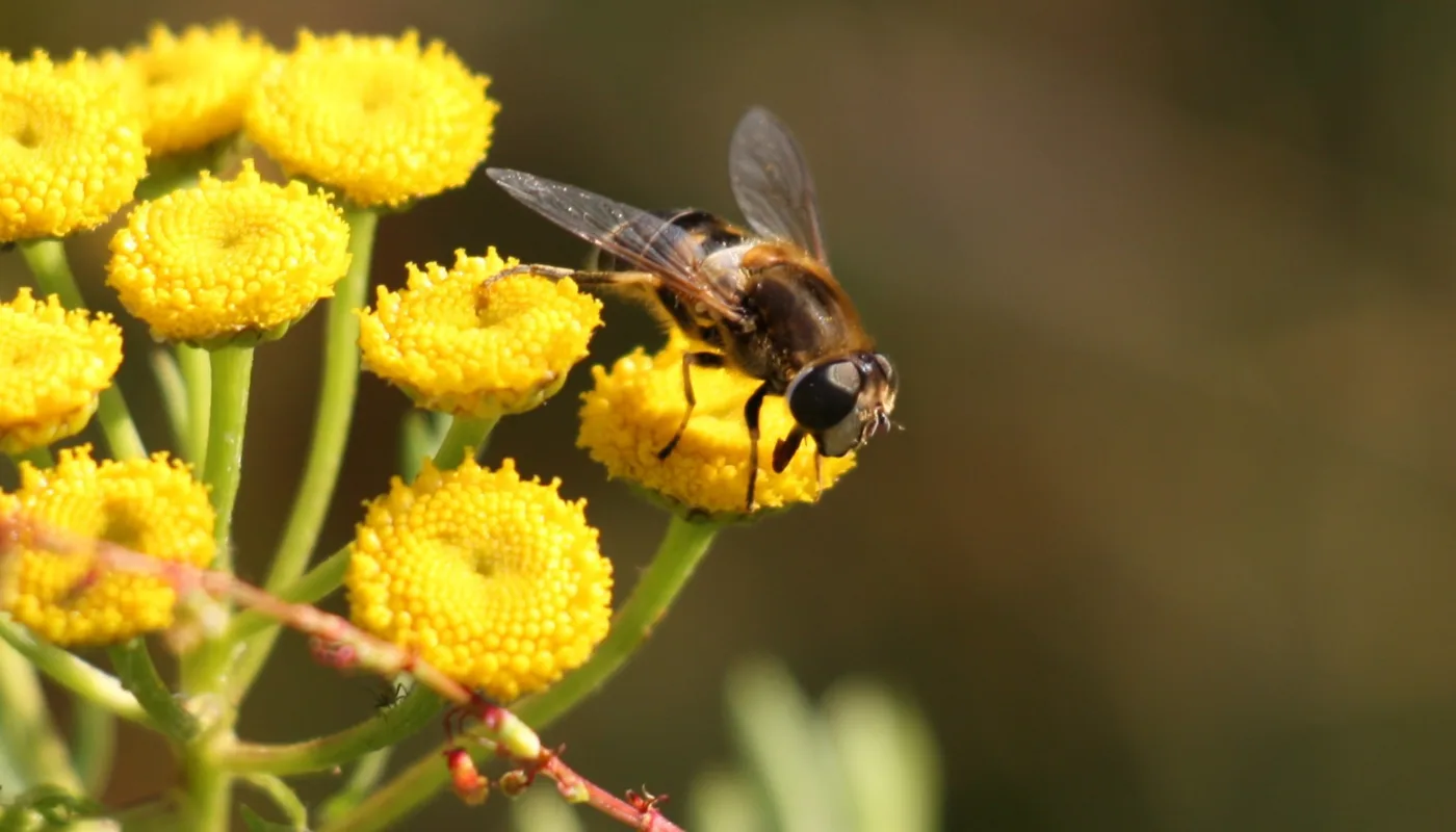 Beespoke Heading (Photo: Atle Wibe)