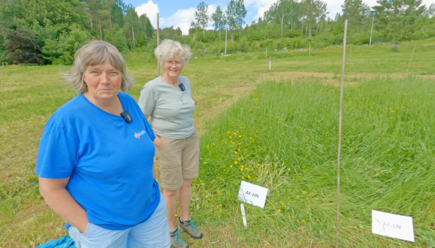 Seniorforsker Anne-Kristin Løes (NORSØK) sammen med forsøkstekniker Anne de-Boer (NIBIO) ved forsøksfeltet på Tingvoll (Foto: Vegard Botterli)
