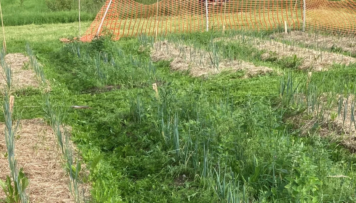 Jorddekke med «overvintret» rundball var effektivt mot ugras i feltforsøket på Tingvoll i 2021. På kontrollrutene uten jorddekke er purreplantene nesten forsvunnet i ugras ca. 7 uker etter planting. (Foto: Anne-Kristin Løes)