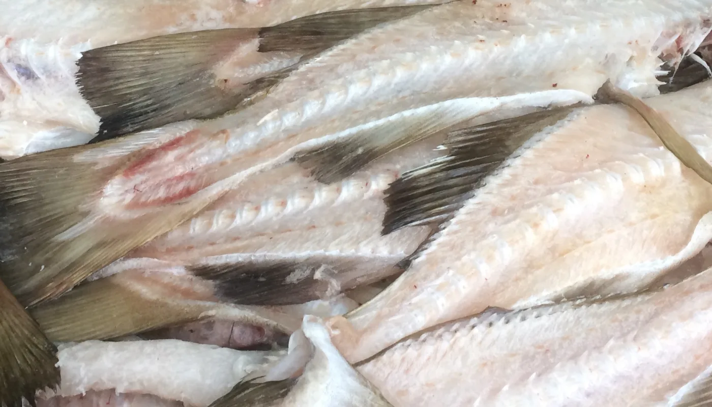 Torskerygger fra klippfiskproduksjon. (Foto: Anne-Kristin Løes)