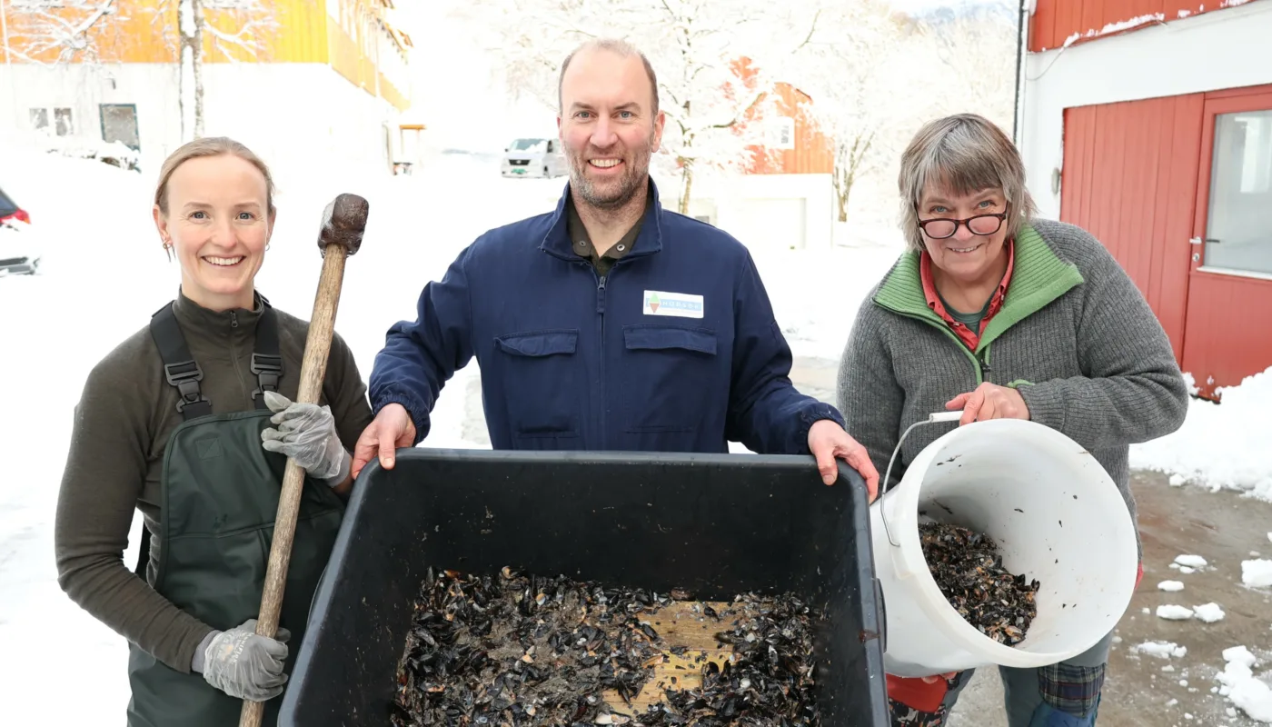 Anniken Fure Stensrud, Joshua Cabell and Anne-Kristin Løes ceushing a batch of mussels for the compost trial. (Photo: Vegard Botterli)