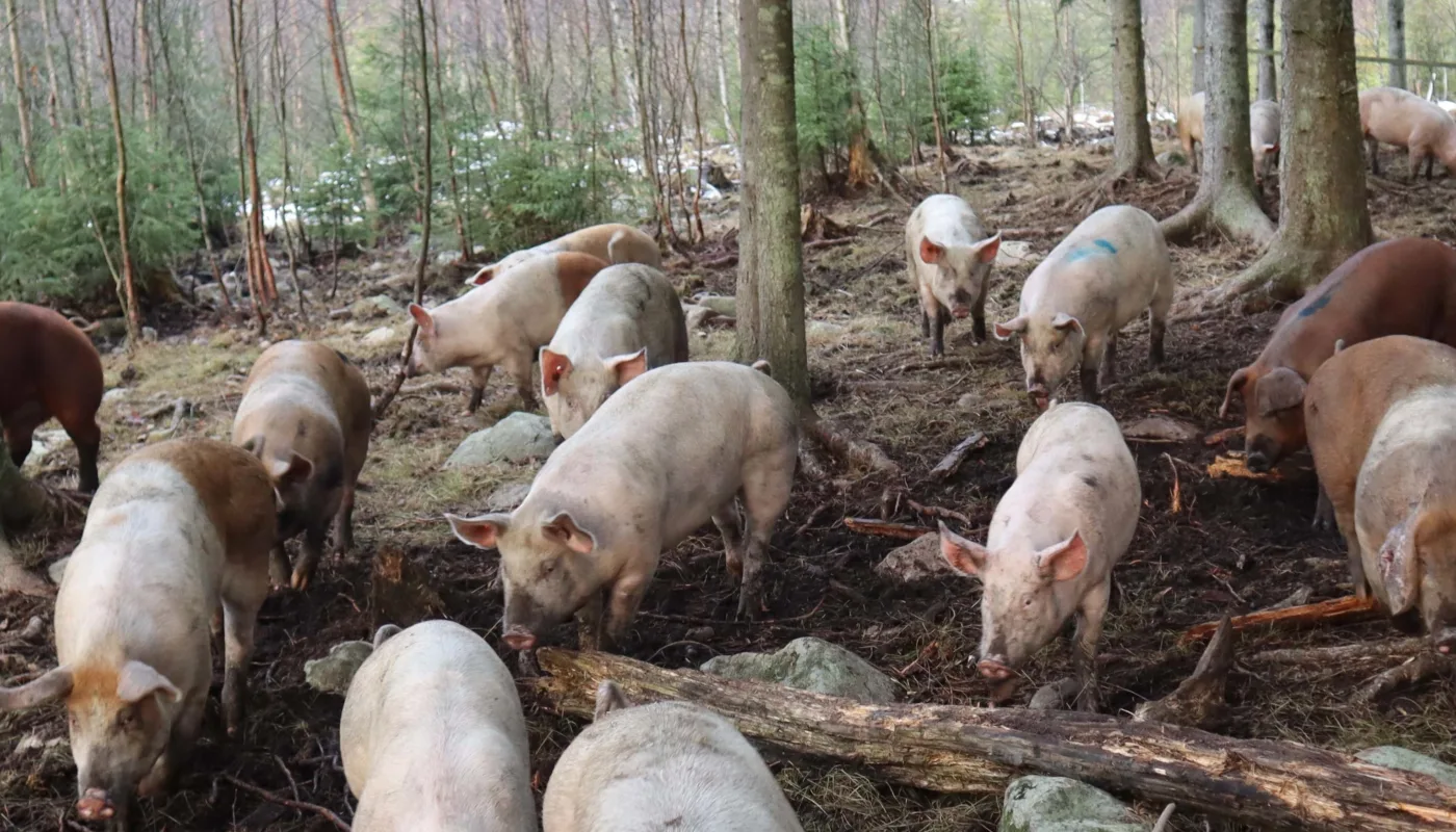 Roamfree Heading (Photo: Rose Bergslid)