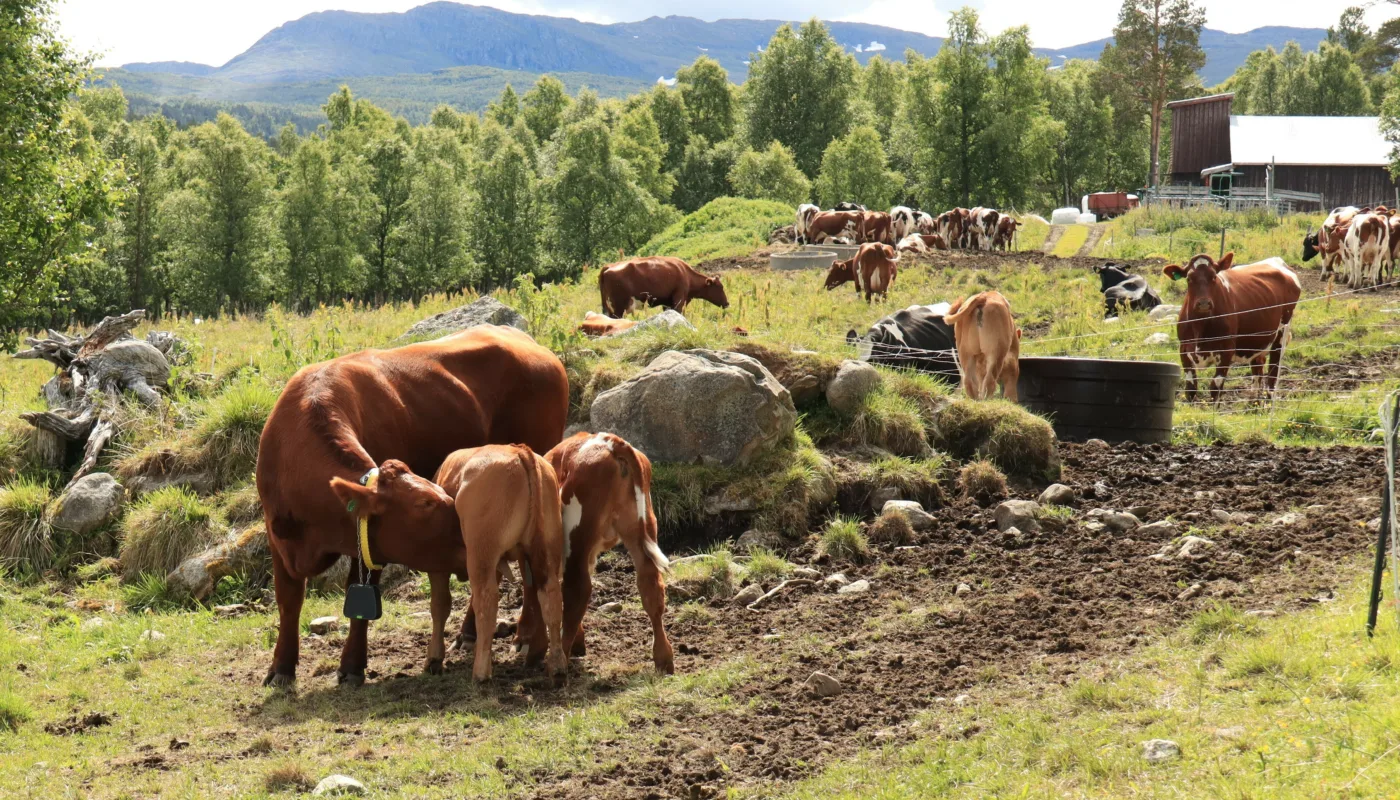 Ammetante med to kalver som dier på beite. (Foto: Vegard Botterli)