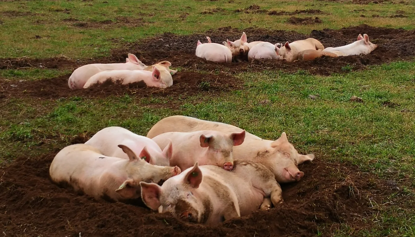 Utegris: så godt kan de ha det (Foto: Berit Blomstrand)