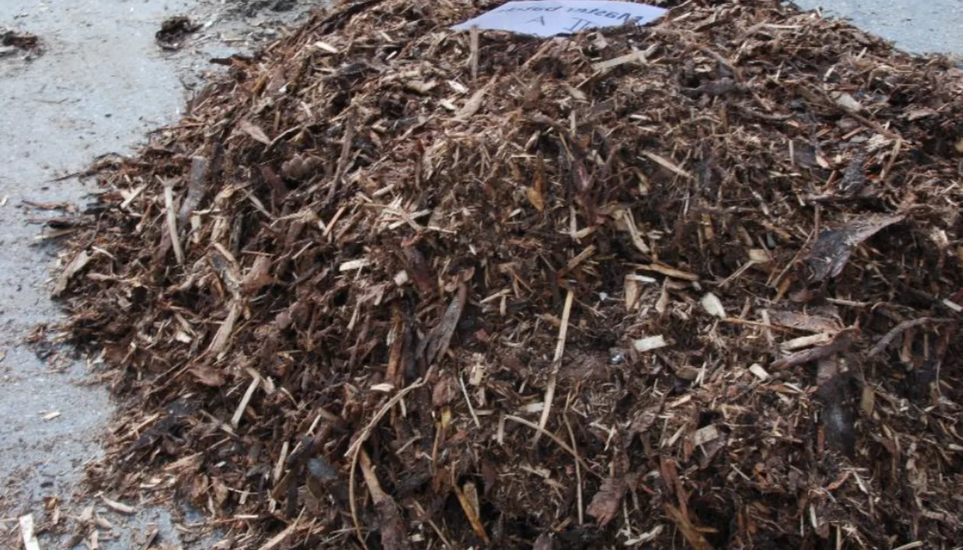 Plantebaserte midler mot parasitter heading (Photo: Berit Blomstrand)