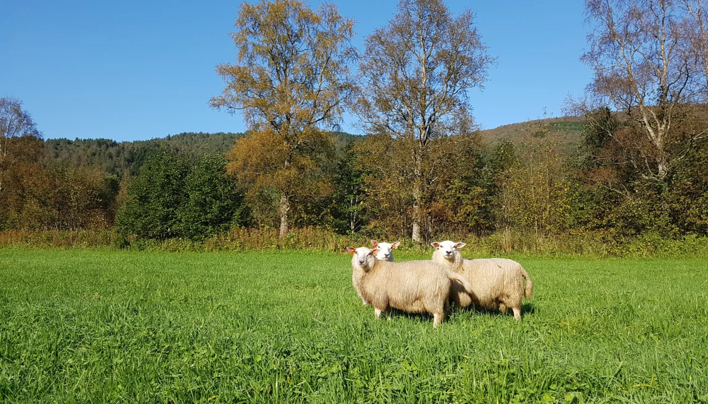 Loss and disease in sheep can be related to hereditary characteristics (Photo: Berit Blomstrand)