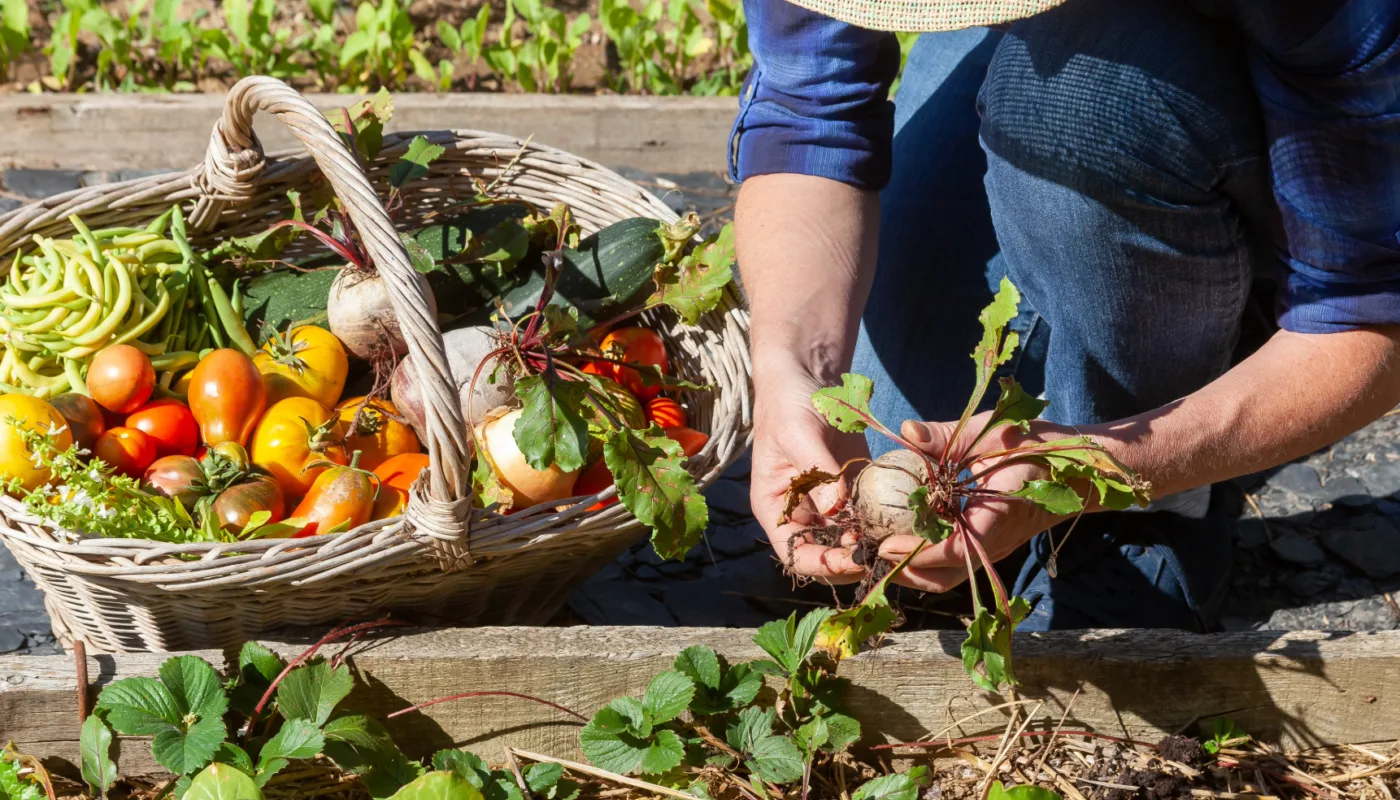 Kjokkenhagedagen 2024