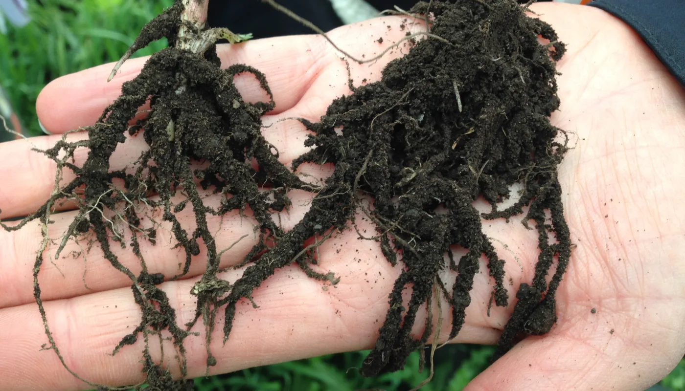 Samarbeid mellom nordiske land om jordhelse og agroøkologi. (Foto: Reidun Pommeresche)