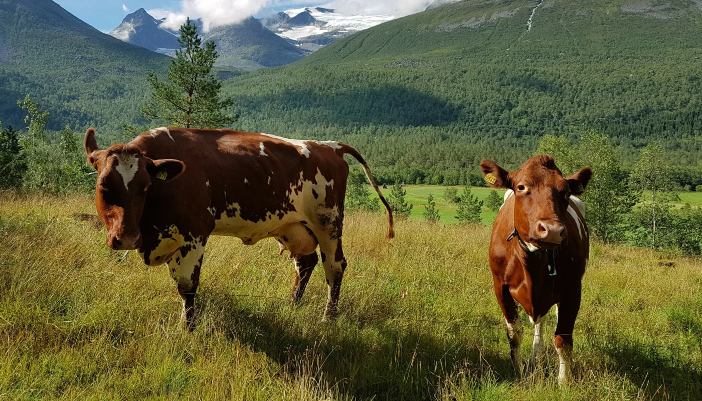 Ku pa utmarksbeite We want to see more of dairy cows in open fields. Can mobile milking robots contribute to this? (Photo: Rose Bergslid)