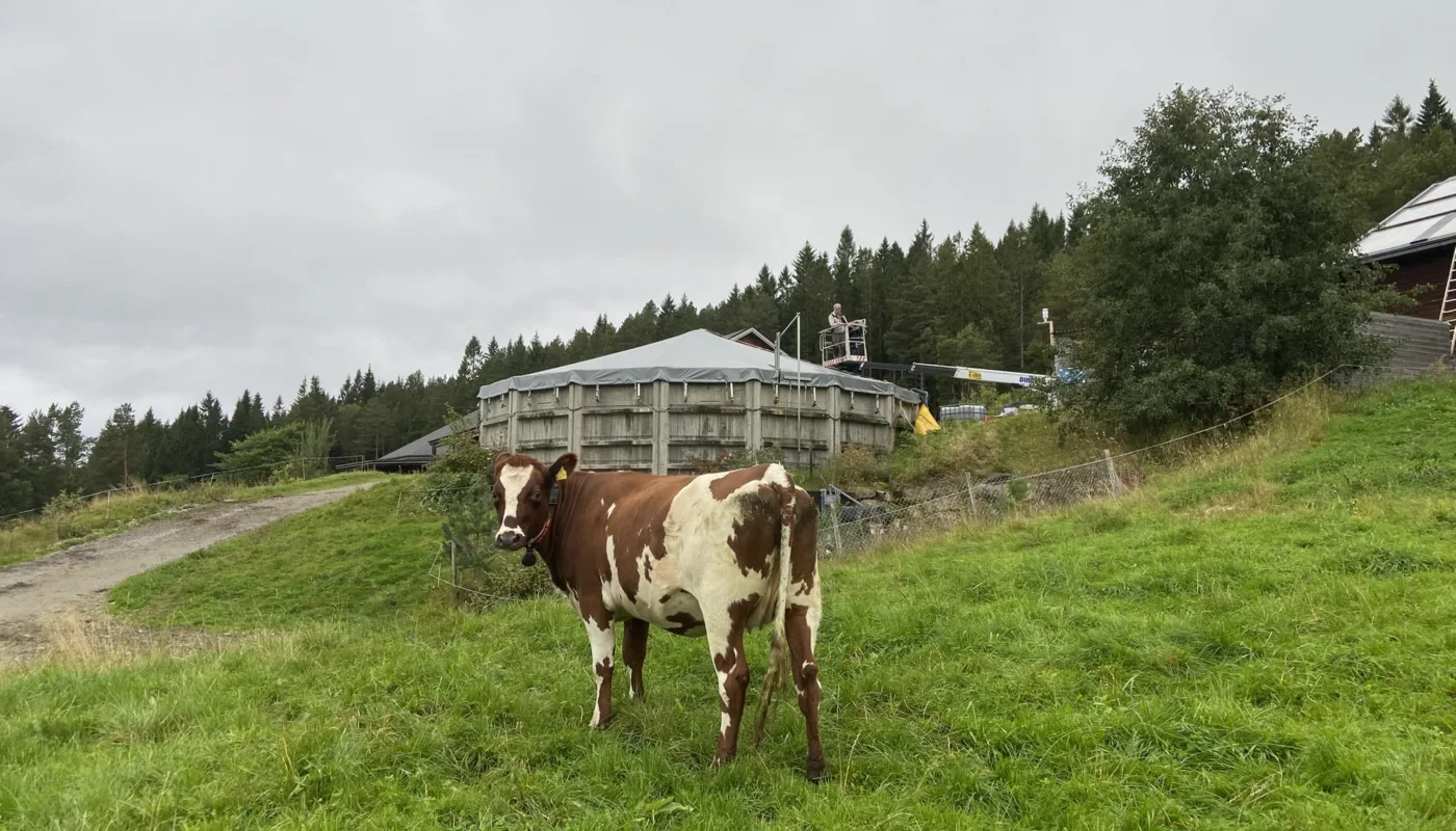 Gjødsellageret på TIngvoll gard. (Foto: Sissel Hansen)